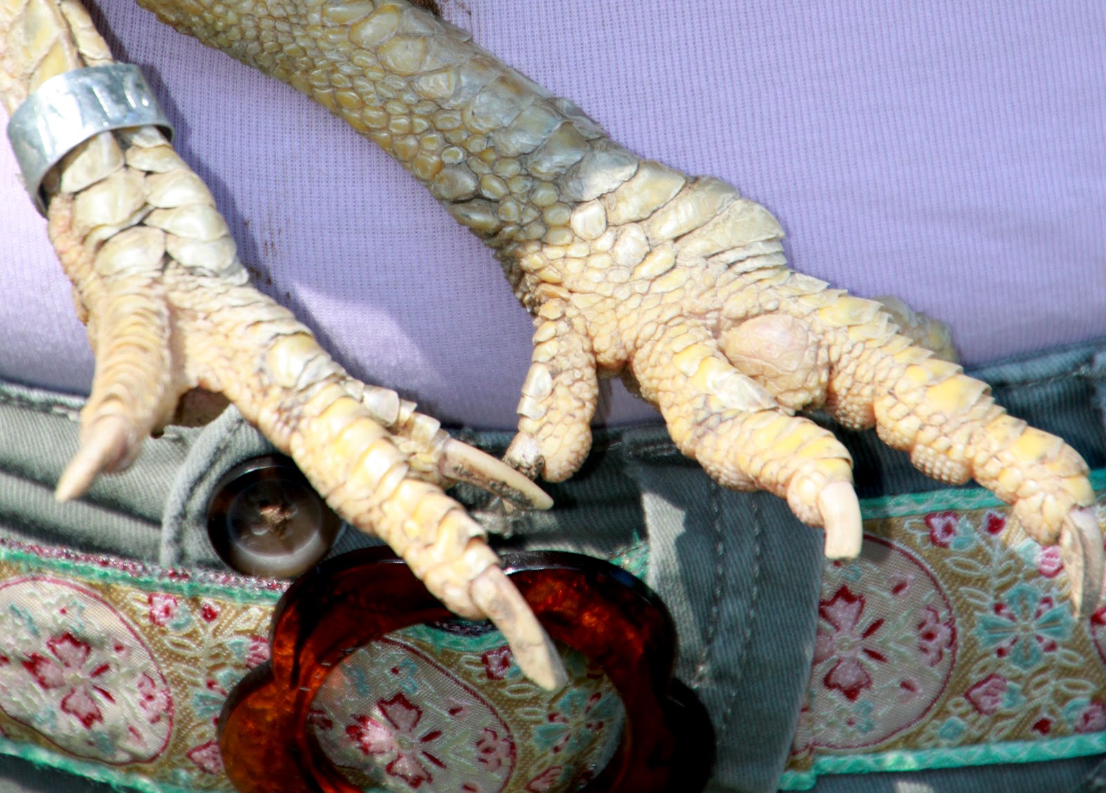 Tilly's Nest How to Trim A Chicken's Toenails