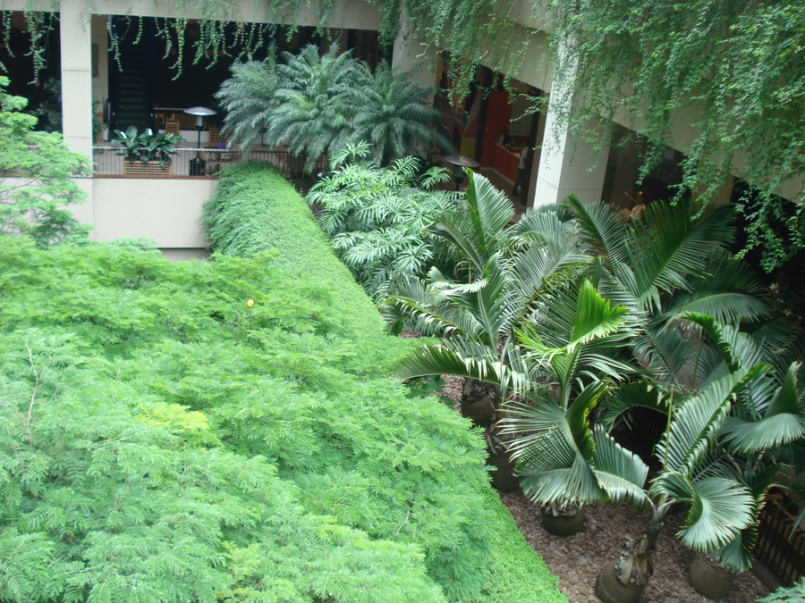 Plantas que se dão bem na sombra, como a licuala, os líriosdapas Plantas que se dão bem na sombra, como a licuala, os líriosdapas