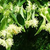 Florile de tei | Ceaiul de tei