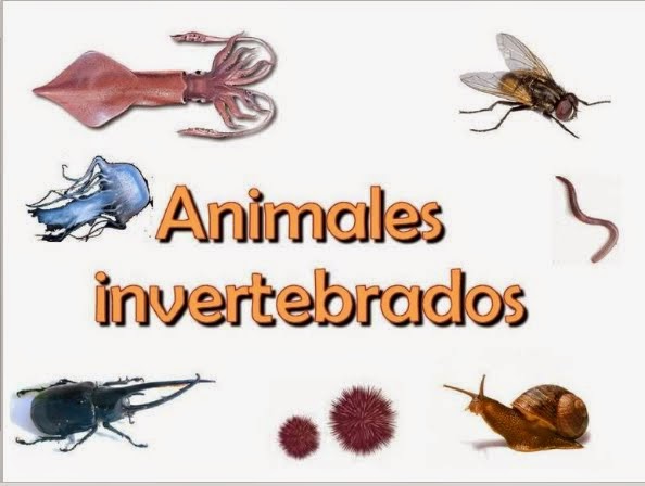 5º DE PRIMARIA CEIP ANDALUCIA: CONOCIMIENTO DEL MEDIO: ANIMALES