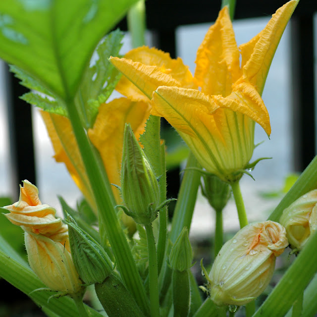 Savoring Time in the Kitchen Deep Fried Zucchini Blossoms