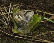 mandrake root benefits