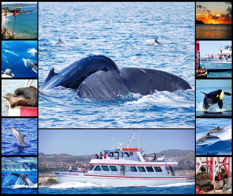 Dolphin Adventure Cruise Myrtle Beach Coupons Dolphin Adventure Cruise Myrtle Beach Coupons