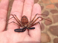 racer, insecten in het Krugerpark