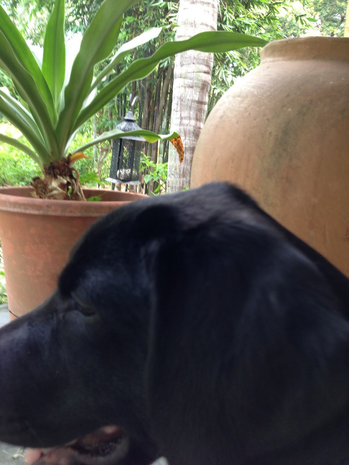 McLean Puppy Chronicles Smart Bump