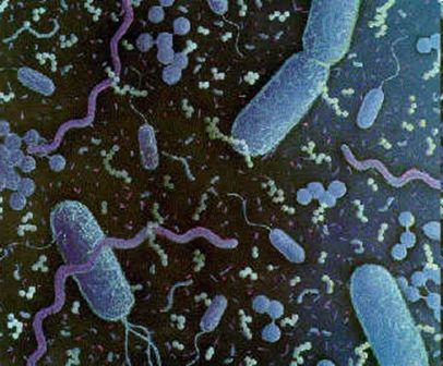 Microbiology: An Introduction. TORTORA Books a la Carte Edition 12th Edition Microbiology: An Introduction. TORTORA Books a la Carte Edition 12th Edition