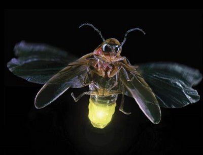 Cara Kunang-kunang Menghasilkan Cahaya [ www.BlogApaAja.com ]