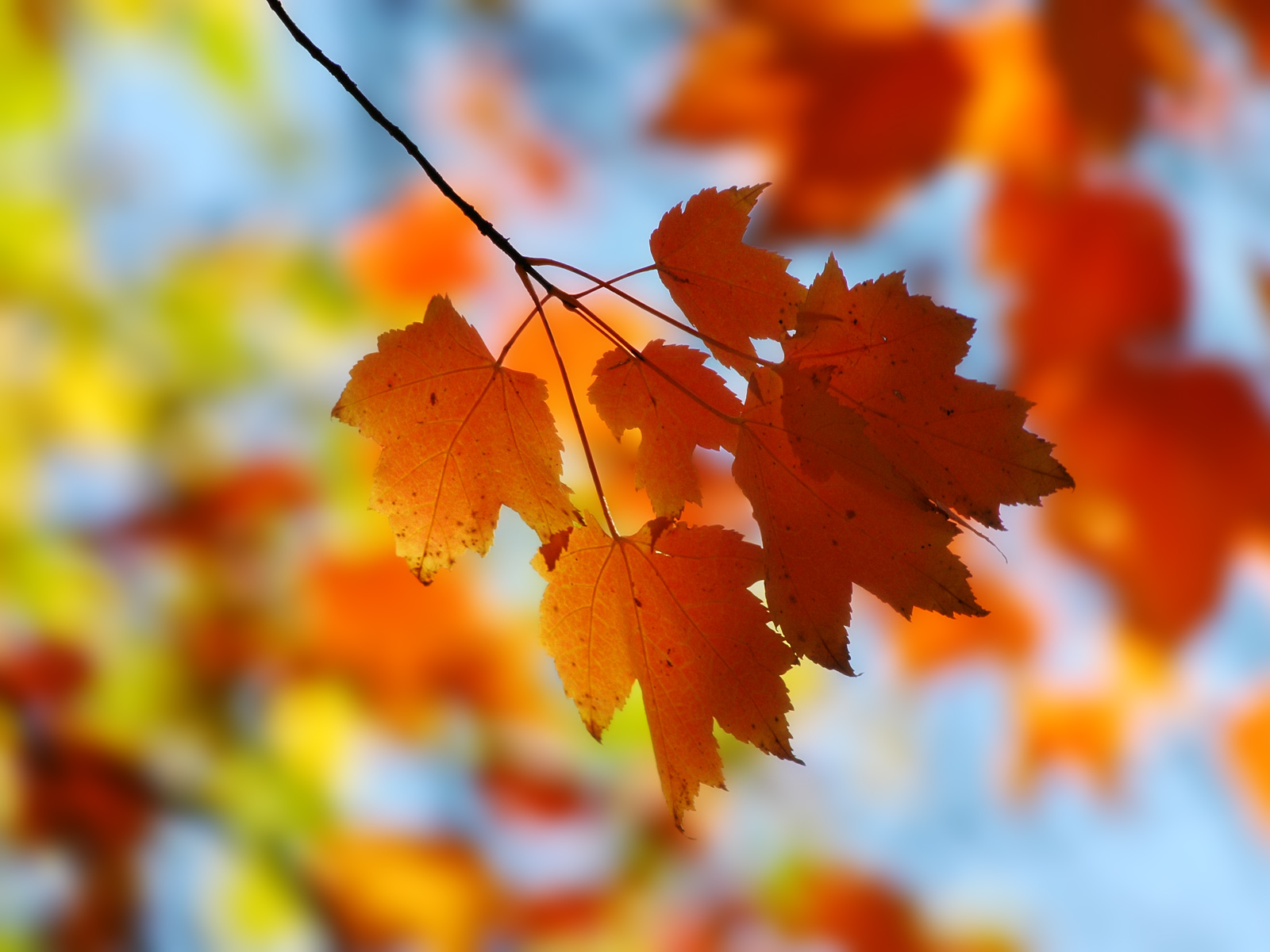 http://4.bp.blogspot.com/-SxaGl8FWFVE/TqrJivodDyI/AAAAAAAAJCA/pchVO7481bY/s1600/miscellaneous-fall-maple-backgrounds-wallpapers.jpg