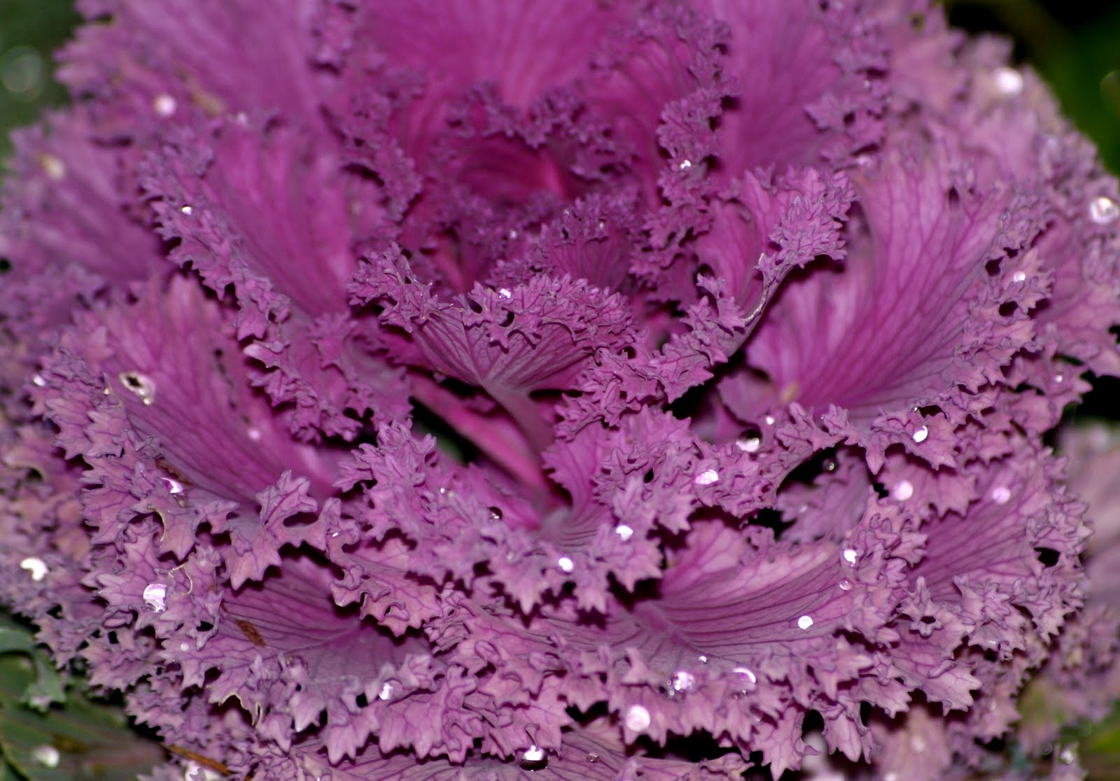 A photo, A thought&hellip;&hellip;&hellip;&hellip; Plant Ornamental kale and
