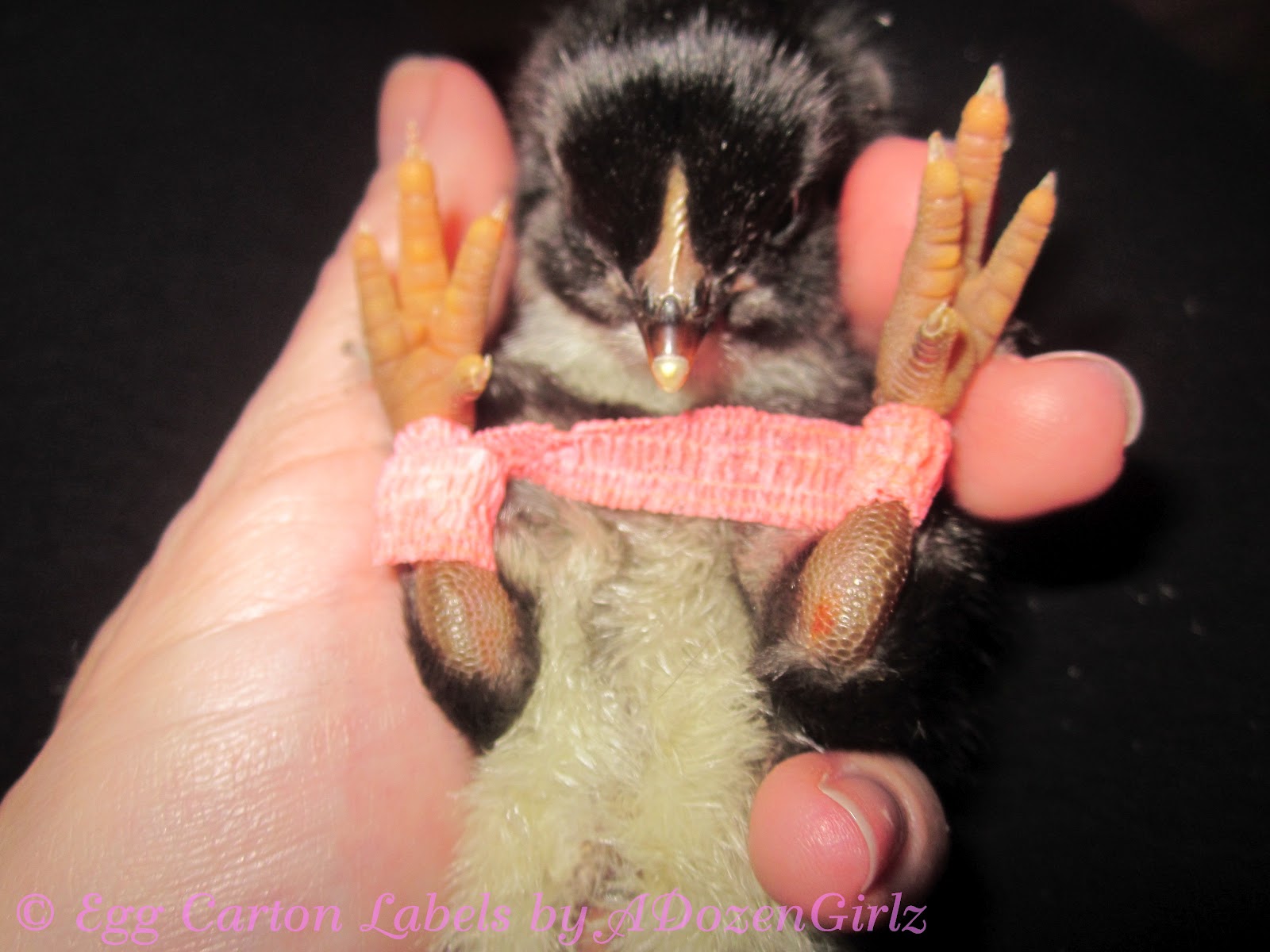 The Chicken Chick® Spraddle leg & Curled Toes Causes and Treatments