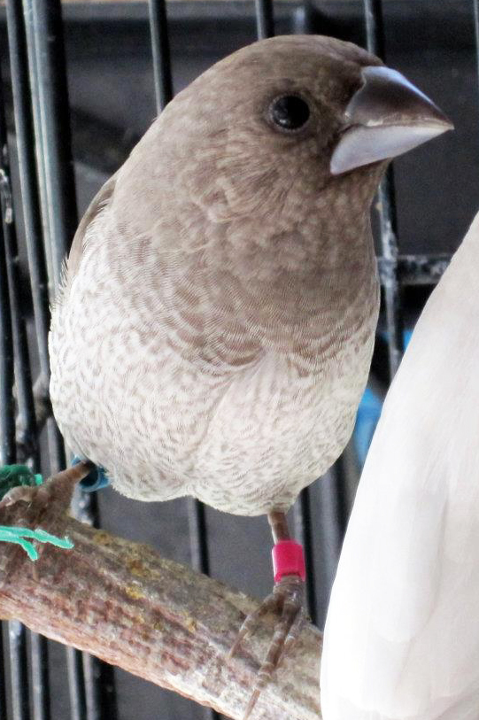 Aussie Bengos: Grey Self Bengalese 2