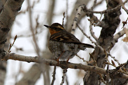 Varied Thrush