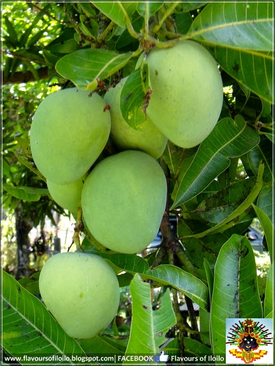 ILOILO FOOD TRIP Fruit of the Day Indian Mango