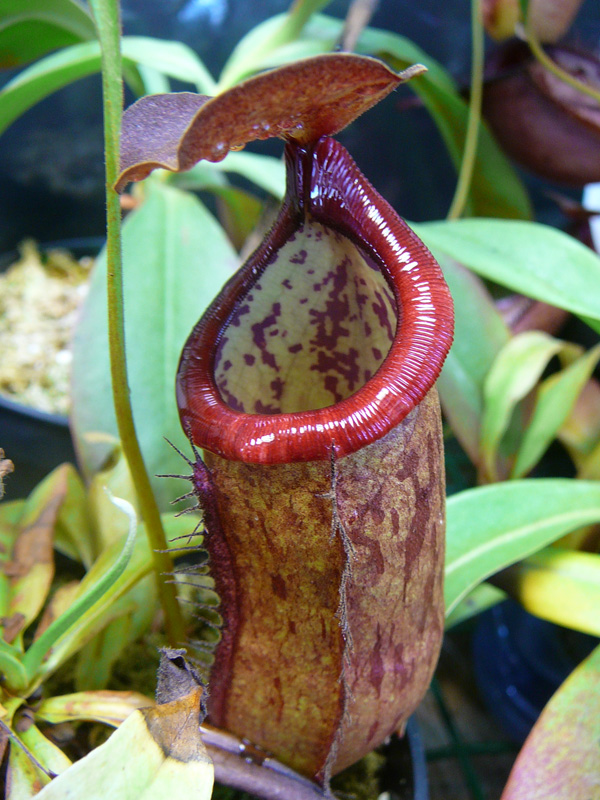 Gambar Nepenthes Thorelii Giant Tiger