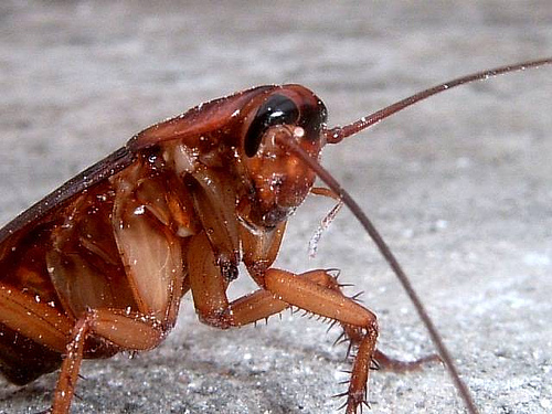 Cockroach Pizza