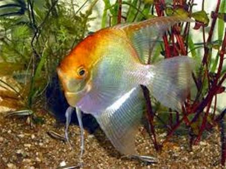 Ragam Jenis Ikan Hias Air Tawar Angelfish Yang Cantik Bag 1 Ikan