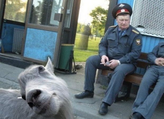 funny animal picture - animal photobomb