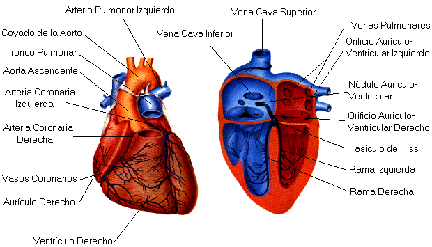 Dibujo del corazon humano para niños - Imagui