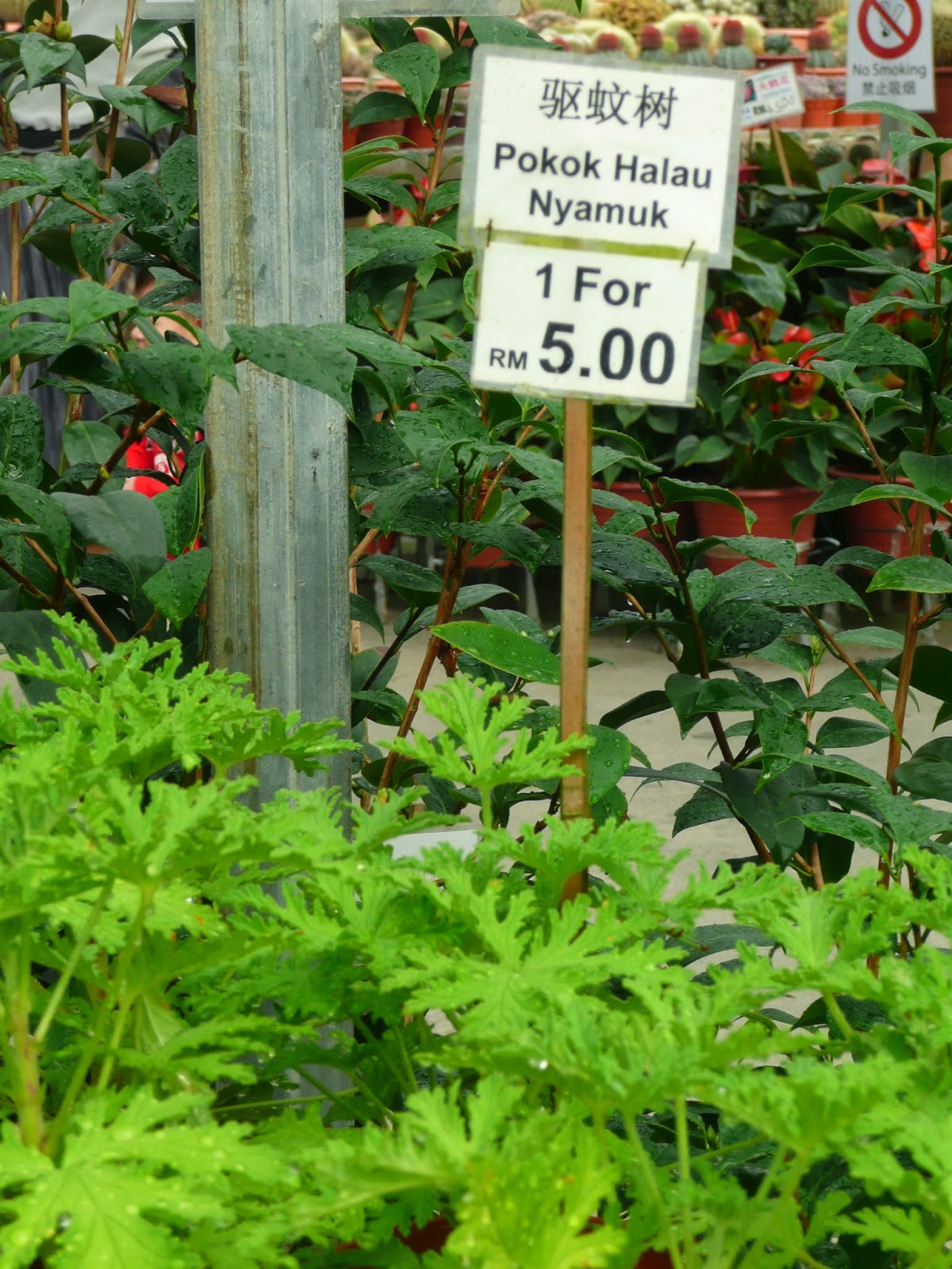 pokok halau nyamuk halau nyamuk
