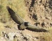 Aguila , Presente en Alcohuaz, Impresionante, hemos tenido su visita cercana constantemente
