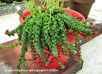 Aeschynanthus 'Rasta'