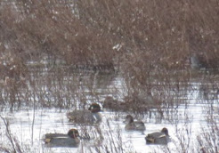 GREEN WINGED TEAL-FRODSHAM MARSHES No6 TANK-19TH DECEMBER 2015