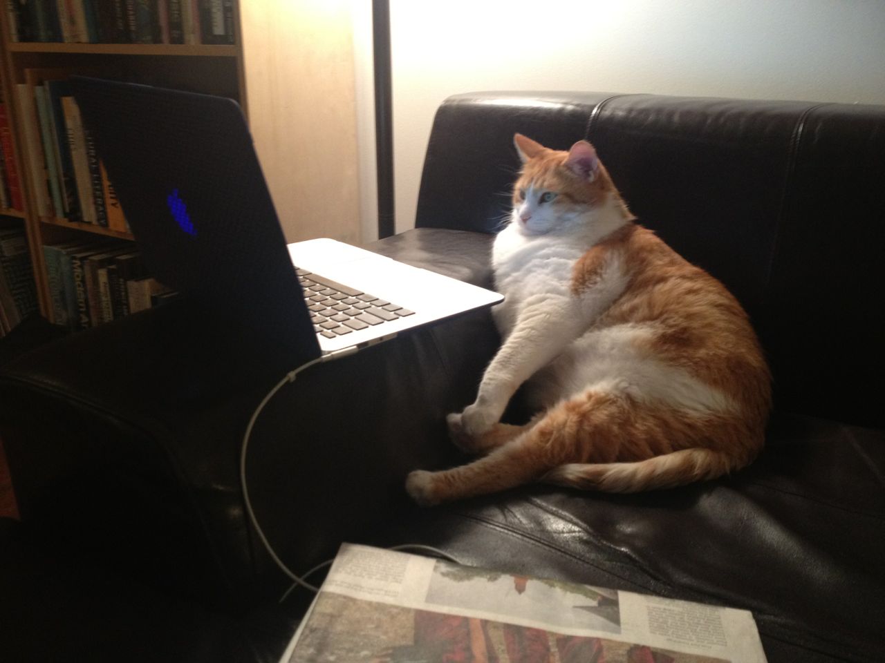 Funny cats part 34 (25 pics + 10 gifs) Amazing Creatures