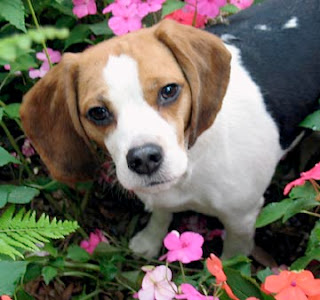 Beagle Puppies Picture Beagle Puppies Picture