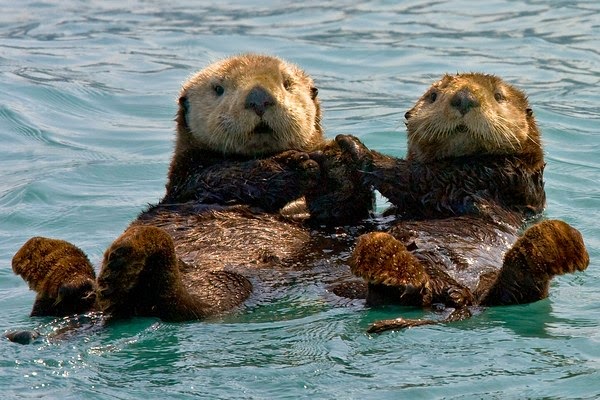 Adorable Otters Holding Hands Two otters floating in the oceans, holding paws so they don't float away from each other.
