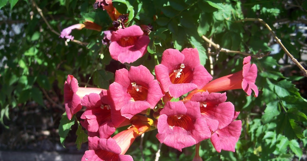 Trumpet Vine