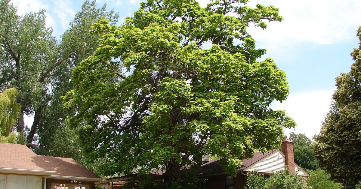 New Utah Gardener A Great Shade Tree for Utah Catalpa speciosa
