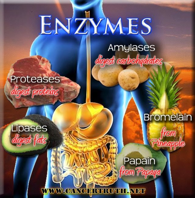 Food enzymes and enzyme therapy