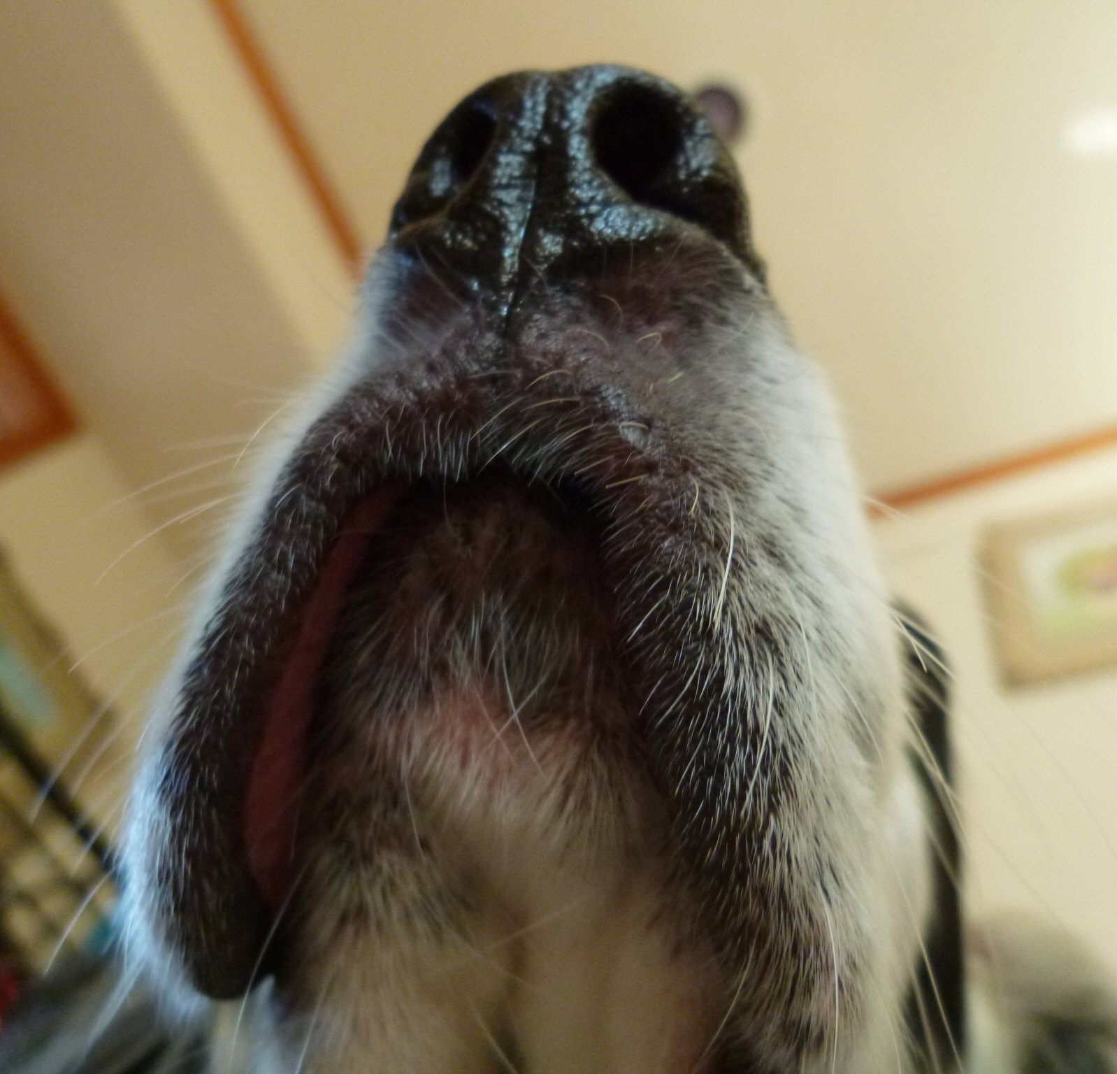 Gundog rescue Claire August 2013