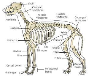 Why Do Dogs Like To Bite Bones Why Do Dogs Like To Bite Bones