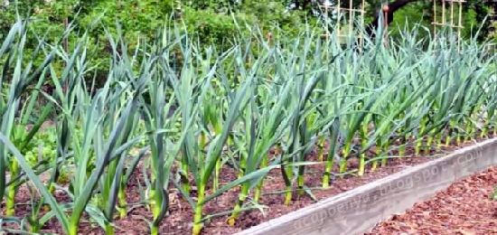 Bawang Putih Mengatasi Kanker Dan Infeksi Bawang Putih Mengatasi Kanker Dan Infeksi
