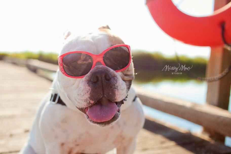 30 Sweet Photos of Dogs in Sunglasses Best Photography, Art