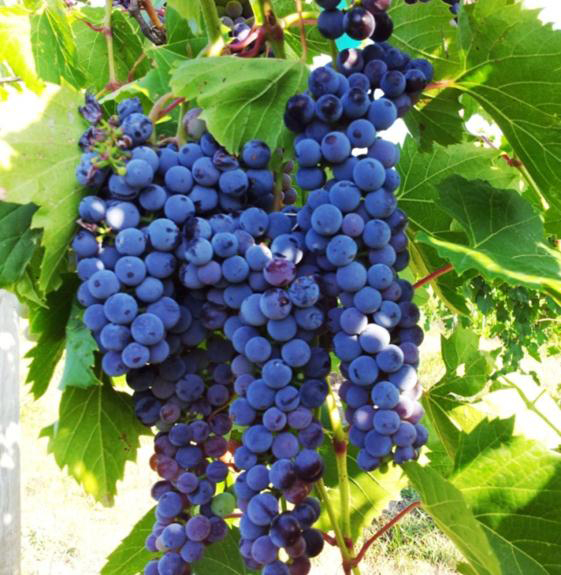 Live a New Way jiovi® Cold Climate Grapes, Zones 3 and up!