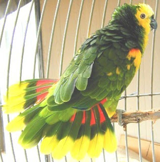 gambar burung indah