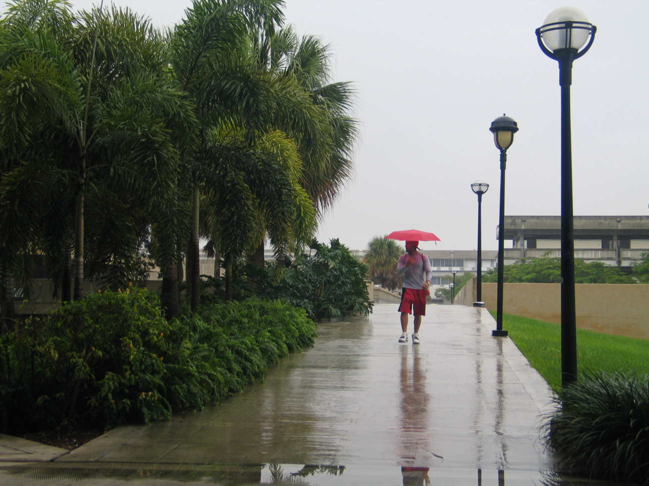 Drizzle Pictures