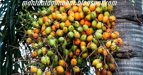 Manfaat Khasiat Buah Pinang Untuk Kesehatan | Cara ... Cara Alami Membuat Obat Kuat (Setara Viagra) | FunnyCat.TV