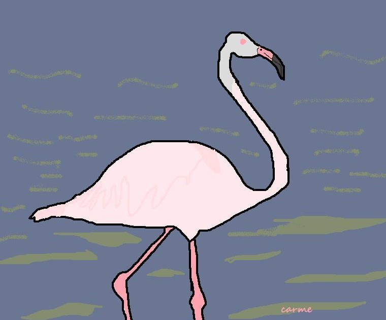 Photo Animal Cigne Decoration Photo Animal Cigne Decoration