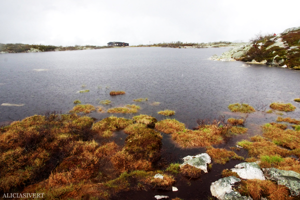 Varggranshågna, Härjedalen, Sweden. Photo by Alicia Sivertsson, 2015. aliciasivert, alicia sivertsson, alicia sivert, fjällvandring, vandra i fjäll, fjällen, fjällvandra, vemdalen, vemdalsskalet, hike, hiking in sweden, härjedalen, norrland, sverige, varggranshågna, varggranssjön, varggranssjön