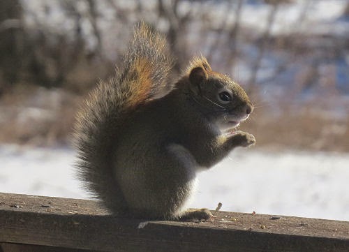 red squirrel