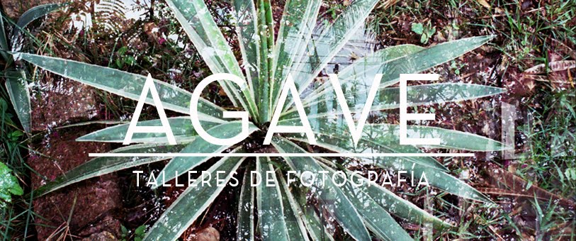 Agave. Talleres de fotografía.