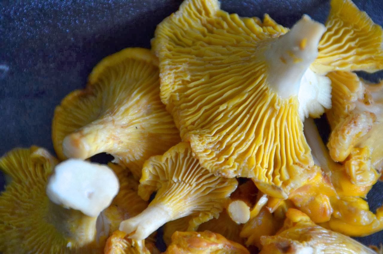 PIZZA FOR BREAKFAST HOMEMADE TAGLIATELLE WITH CHANTERELLE MUSHROOMS