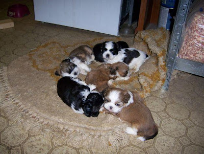 Shih Tzu Puppies