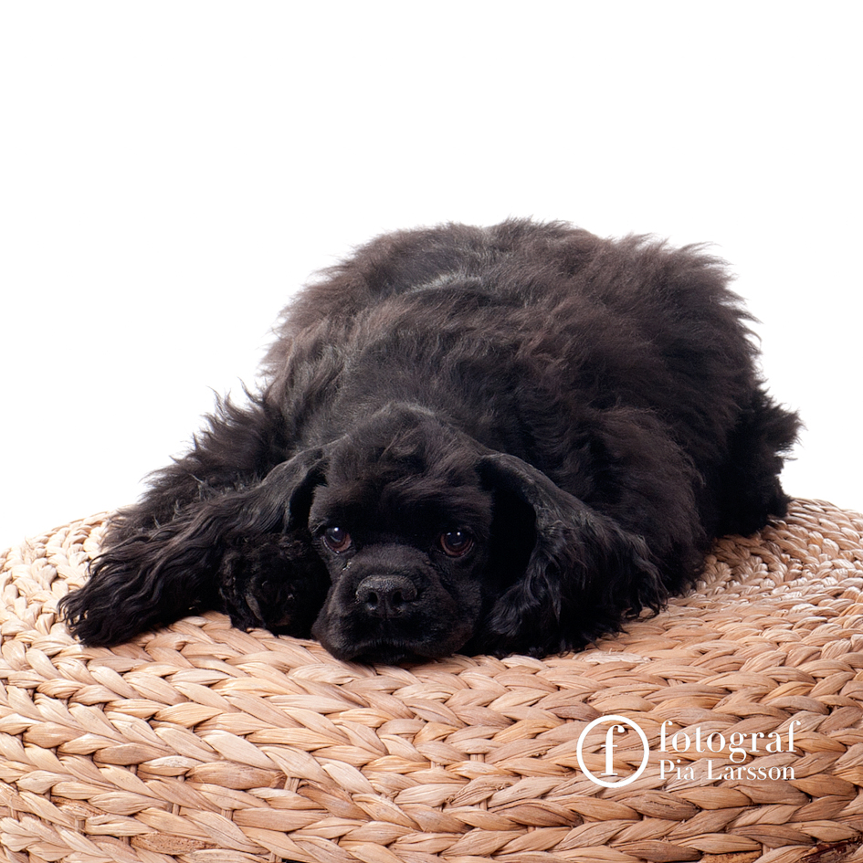 FOTOGRAF PIA LARSSON Hund/Katt fotografering