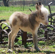 Borriquito como tú túrurú