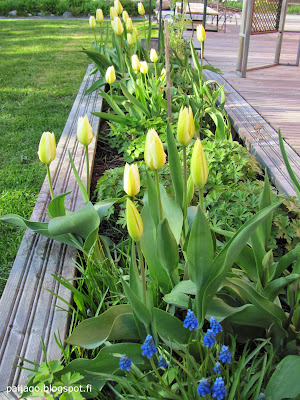 tulppaanit
