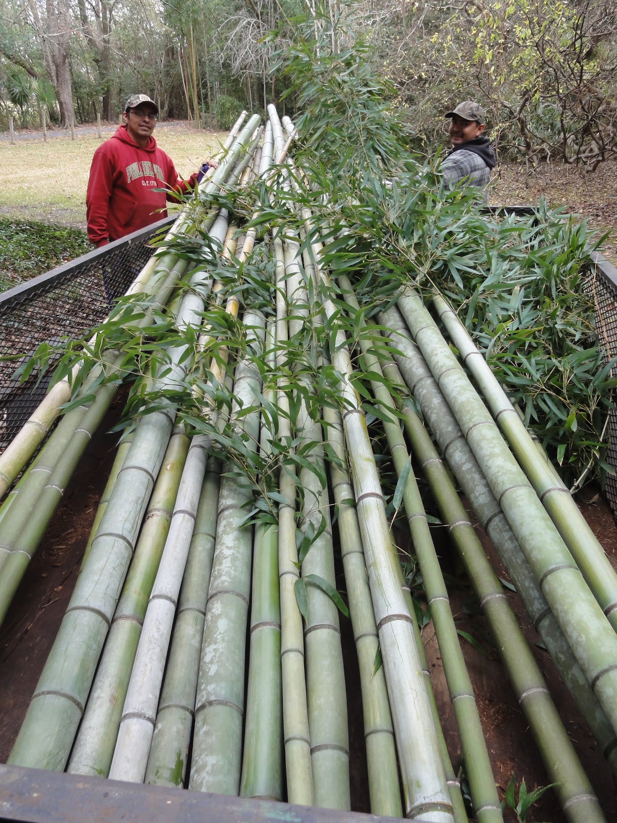 Bamboo Harvest, December, 2012